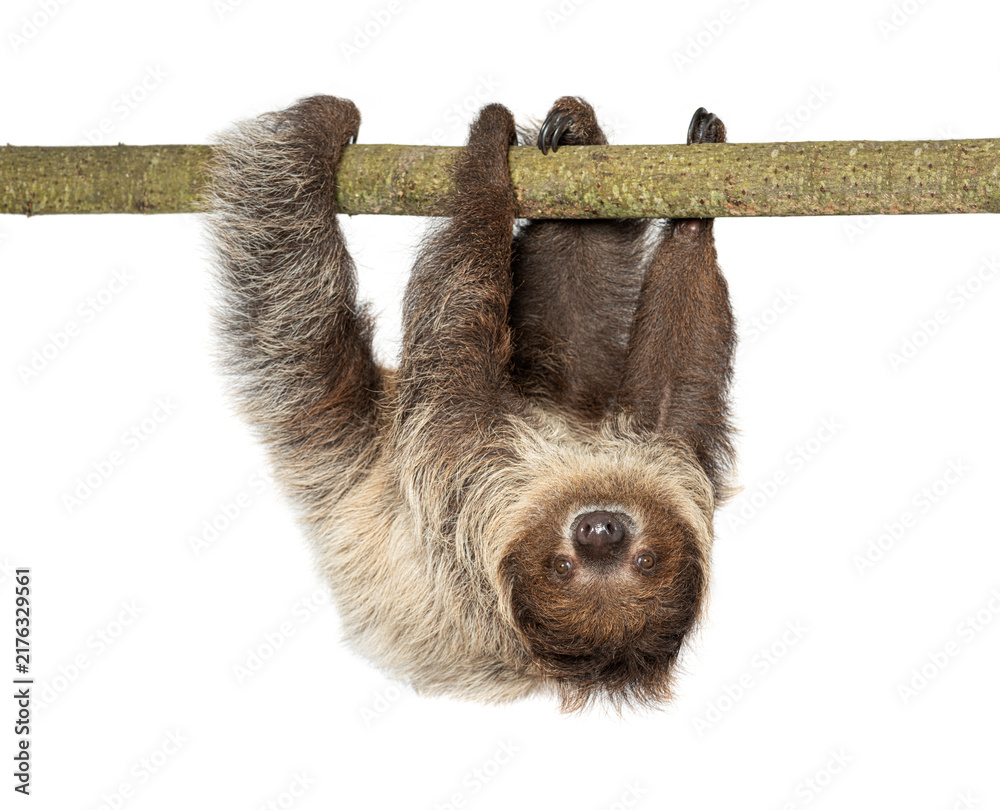 Fototapeta premium Two toed sloth hanging upside down on branch