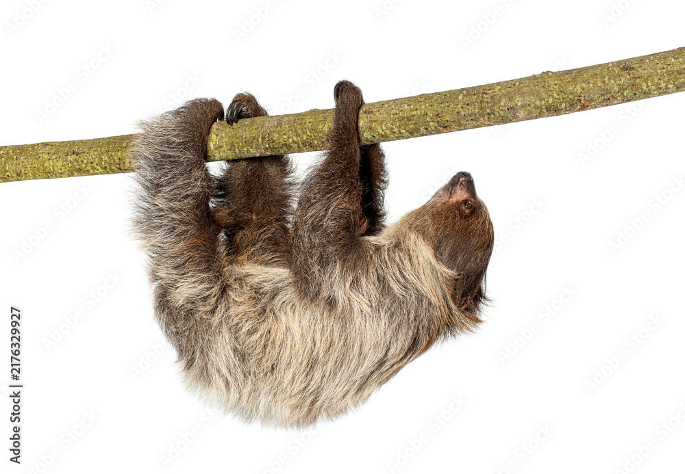 Fototapeta premium Two toed sloth hanging upside down on branch