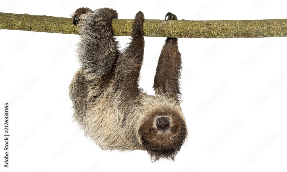 Fototapeta premium Sloth hanging upside down on branch looking forward