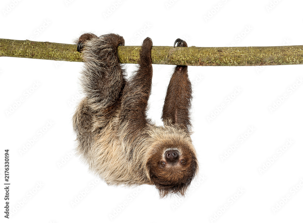 Fototapeta premium Two toed sloth hanging upside down on branch