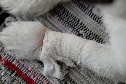 Bandaged Dog Paw Resting Indoors