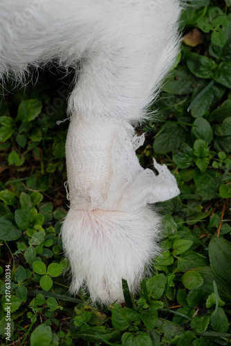 Close-Up of Bandaged Dog Paw on Grass