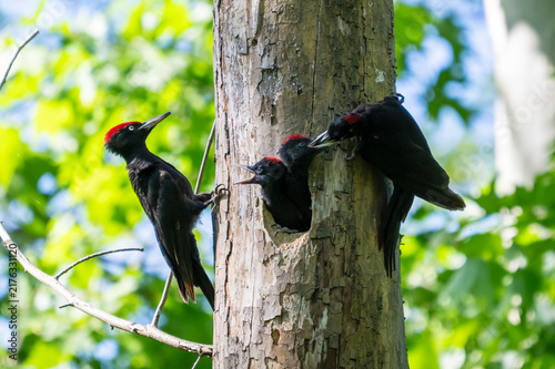 Picchio nero ( Dryocopus martius )