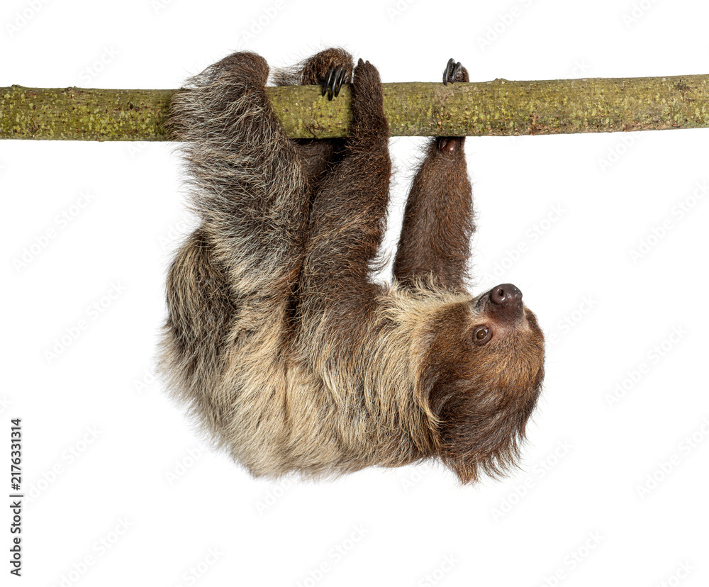 Fototapeta premium Linnaeus two toed sloth hanging upside down on branch