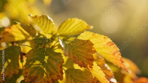 Golden Autumn Leaves Illuminated by Soft Warm Sunlight in a Peaceful Forest Setting during the Fall Season