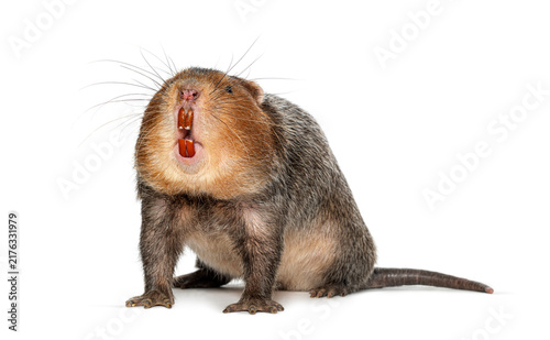 Cuadro en lienzo Large bamboo rat showing prominent incisor teeth