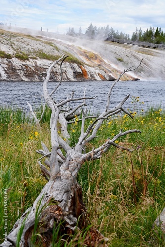 Canvastavla Tree pointing the geysers