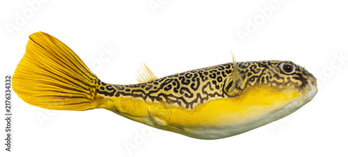 Принти на полотні Mbu puffer fish swimming, transparent background