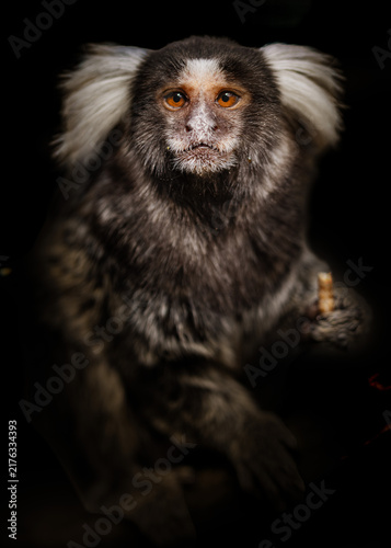 Foto White eared mamoset with dark background eating.