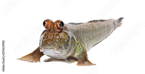 Obraz na płótnie Atlantic mudskipper periophthalmus barbarus standing on white background