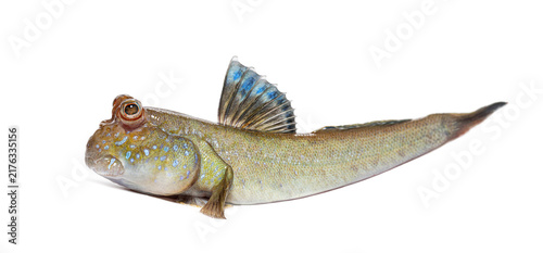 Konstfotografi Atlantic mudskipper showing blue dorsal fin against white background
