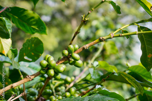 Bild auf Leinwand Close-up of abundant unripe green coffee cherries growing on a branch in a tropical farm plantation