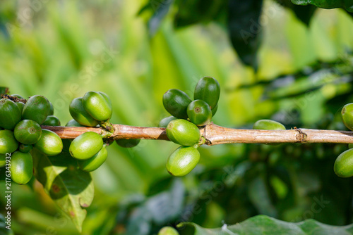 Bild auf Leinwand Close-up of abundant unripe green coffee cherries growing on a branch in a tropical farm plantation