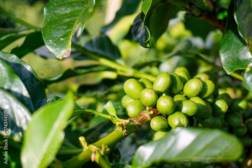 Foto Close-up of abundant unripe green coffee cherries growing on a branch in a tropical farm plantation