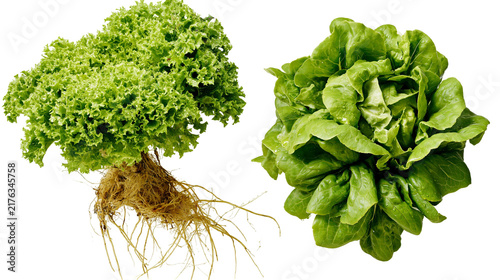 Konstfotografi Fresh green curly lettuce with roots and head of butterhead lettuce