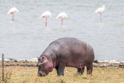 A young hippopotamus grazes on the grassy shoreline of a lake, with several pink flamingos wading and feeding in the shallow water behind it. 