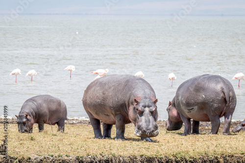 A group of hippopotamuses gathers on the grassy shoreline of a lake, with several pink flamingos wading and feeding in the shallow water behind them. African wetland scene