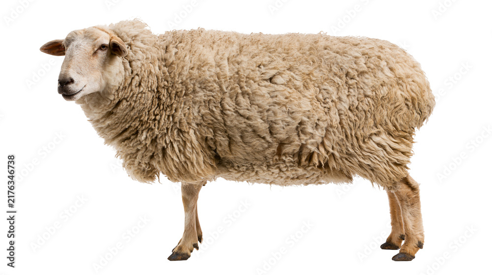 Obraz premium Fluffy beige woolly sheep standing in profile view