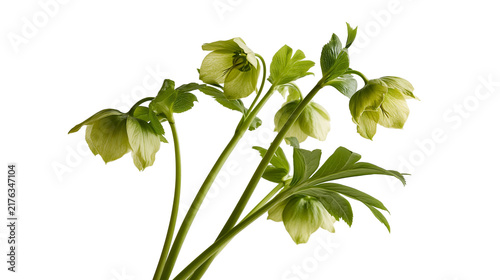 Obraz na plátne Fresh green hellebore flowers with stems and serrated leaves
