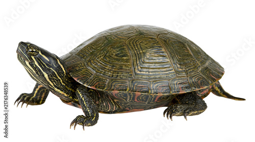Принти на полотні Painted turtle with patterned olive green shell and yellow striped skin