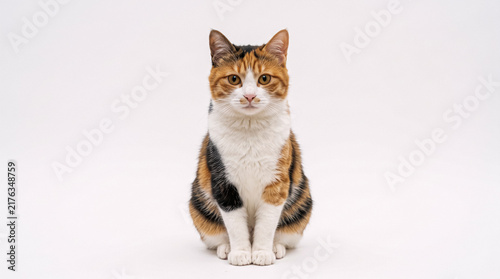 Calico Cat Sitting and Looking at Camera Against White Background