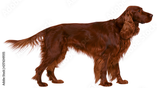 Naklejka Full body side view of a standing Irish Setter dog with long mahogany red fur