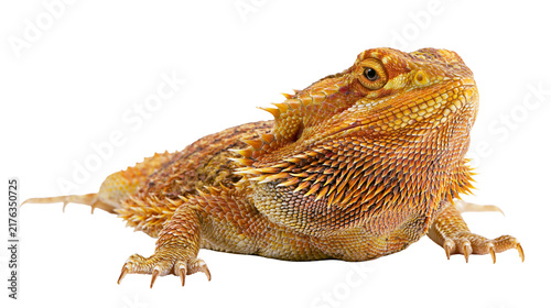 Fotografie Orange and yellow bearded dragon lizard with spiky scales and textured skin
