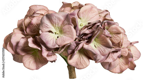 Konstfotografi Dusty pink hydrangea flower head with delicate petals and woody stem