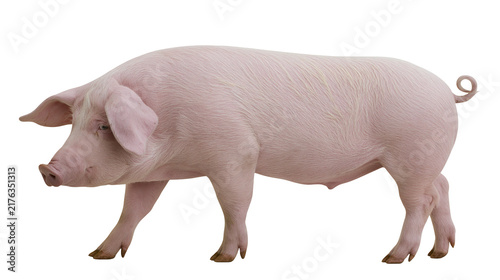 Konstfotografi Large pink domestic pig standing in profile view