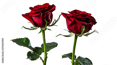 Картината върху платно Two vibrant deep red roses with green stems and leaves