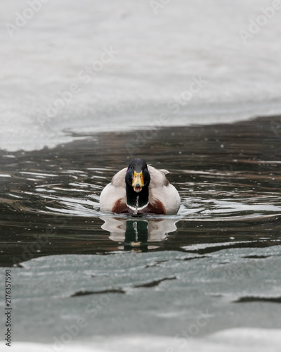 Canards