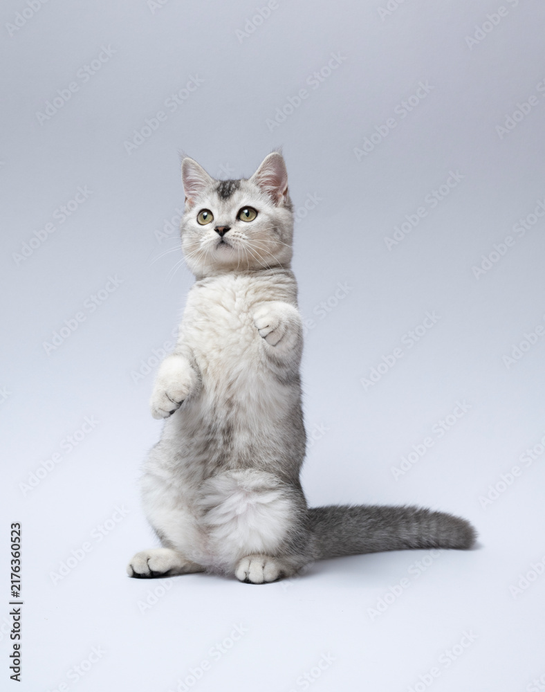 Fototapeta premium cat standing on grey background