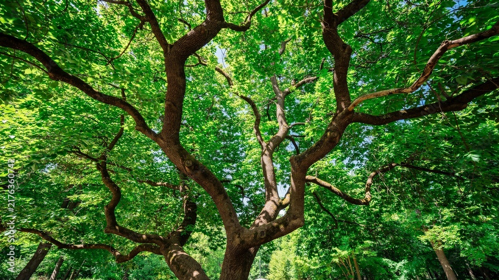 Obraz premium Low angle view of lush green tree canopy with intricate branches and vibrant foliage.