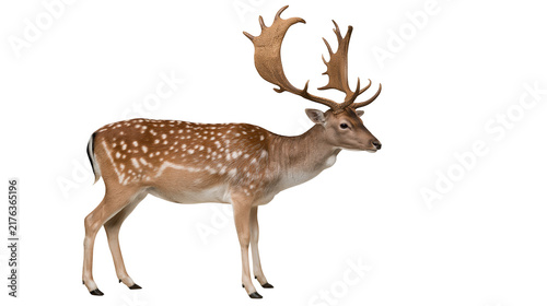 Photography Adult fallow deer buck with large palmate antlers standing in profile