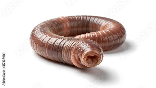 Close-up of an Earthworm on a Plain White Background