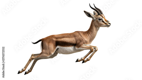 Gazelle Jumping in the Air Isolated on White