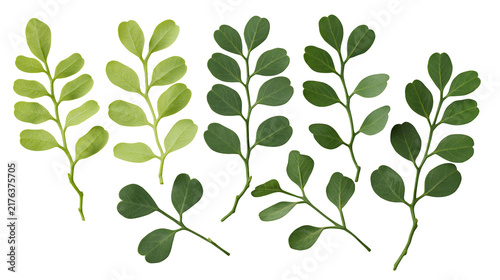 Fresh green pinnate leaves and small sprigs of boxwood plant foliage