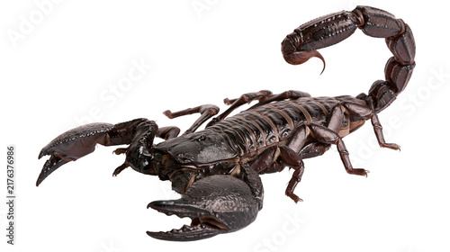 Large dark brown emperor scorpion with curved stinger and sharp pincers