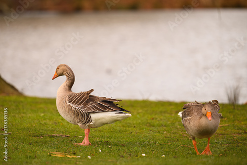 Bild auf Leinwand Two greylag geese stand on green grass beside water in Richmond Park, London