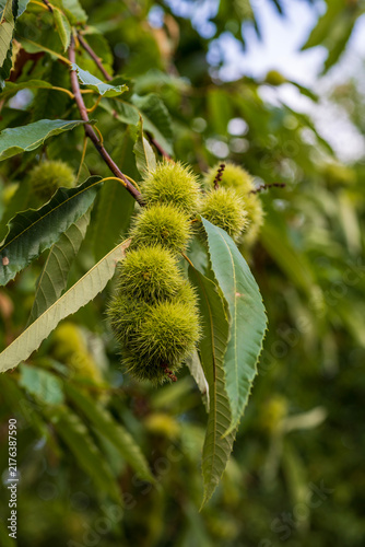 Foto Close-up photo of unripe green prickly chestnut burrs growing on a leafy tree branch in a forest natural blurred green background