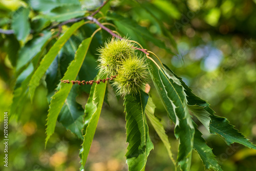 Quadro su tela Close-up photo of unripe green prickly chestnut burrs growing on a leafy tree branch in a forest natural blurred green background