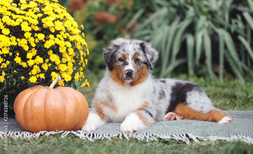 Foto Australian Shepherd Puppy With Pumpkin, Halloween Autumn Scene