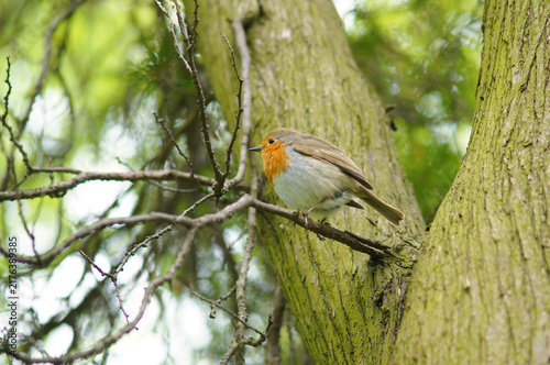Fotografía Robin redbreast small wild songbird standing on tree branch