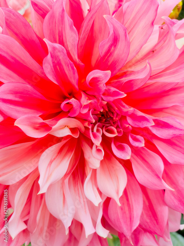 An extreme macro close up showcasing the intricate, layered pink petals and dense textures of a magnificent dinnerplate dahlia flower blooming during the summer season.