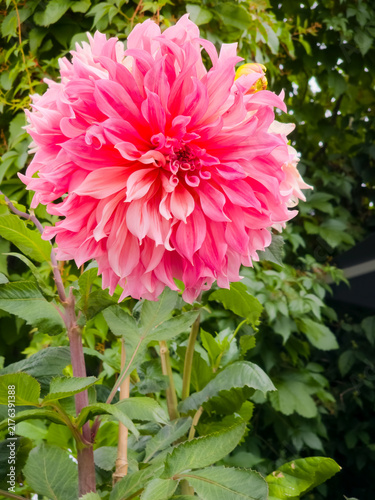 A close-up shot of a vibrant pink dinnerplate dahlia flower in full bloom, showcasing its intricate layers of delicate petals against a background of rich green leaves and foliage 