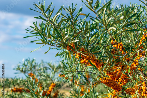 Foto Wide view of sea buckthorn bushes full of orange berries growing outdoors under a blue sky on a bright sunny day