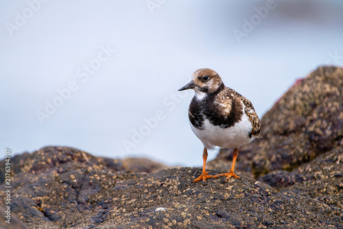Obraz na płótnie Ruddy turnstone perched on the shore.