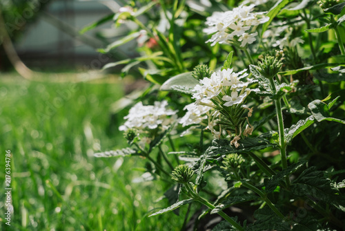 Fotografía White flowers blooming amidst green foliage in a lush garden, suggesting outdoor gardening and natural beauty