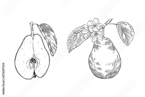 A set of vector illustrations, ripe pears, whole fruits and fruit halves with seeds, leaves and twigs. Everything is hand-drawn in ink. An illustration for menu design, label design and packaging.