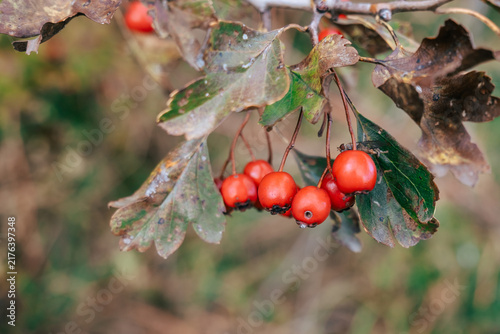 Принти на полотні Close up of red hawthorn berries hanging from a branch with autumn leaves, suggesting seasonal change and natural beauty